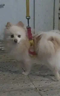 سگ پامر روباهی اصیل