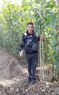 خرید اینترنتی فروش انواع نهال صنوبر میوه پیوندی