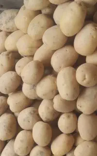 سیب زمینی بذری