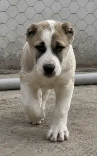 الابای نر سه ماهه