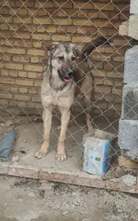 توله ماده 8ماهه