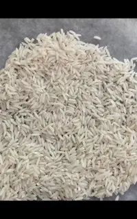 برنج هاشمی ارگانیک محلی گیلان