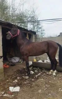 فروش نریان 5 سال