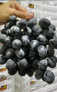 نهال انگور