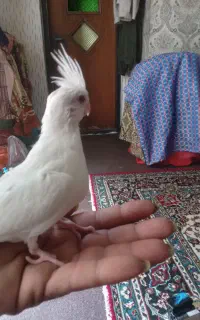 جوجه عروس هلندی تازه دونخور فول رام