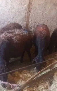 میش وبره