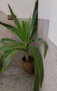 گلل وکلدان