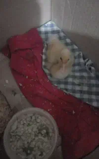 جوجه اردک