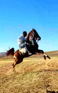 اسب مادیان، نریان، کره