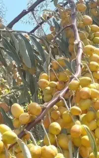 نهال های دانه درشت انواع سنجد های مینیاتوری گلدانی