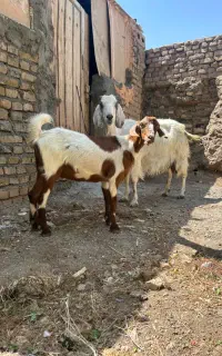 بز و بزغاله سانن