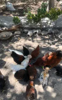 مرغ و خروس محلی و سلطان تخم گذار