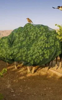 ضد پرنده تور ضدپرنده بدون آسیب به پرندگان تور حفاظ