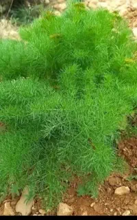 جاشیر حیوانی کیلو ۵۰