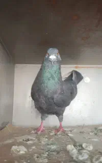 یک عدد کبوتر زاغ