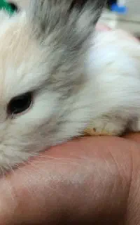 خرگوش لوپ با لوازم کامل