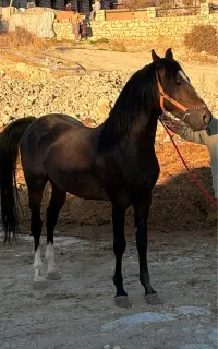 اسب کورد