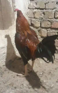 خروس دورگه لاری برزیلی
