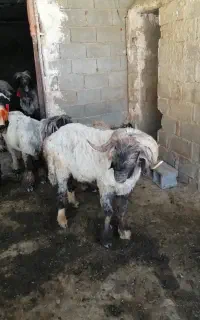 فروش قوچ