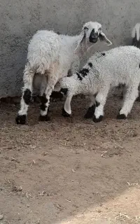 گوسفند بابره نر دوماهه