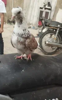 جوجه دوکت پشتار غریب اگرفتم  حیونام میزننش
