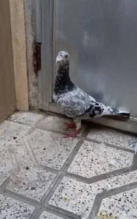 نر سار هفترنگ قلدور