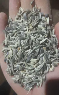 جو محلی