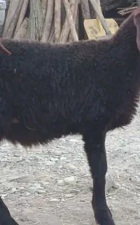 سه عدد بره نر قزل افشار اصل
