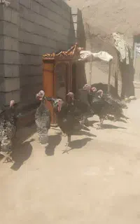 بوقلمون