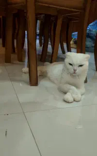 گربه ماده نژاد دار