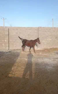 اسب مادیان