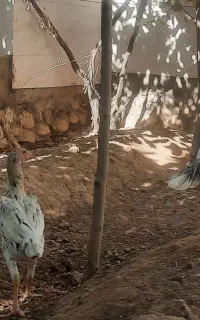 مرغ وخروس لاری جوان