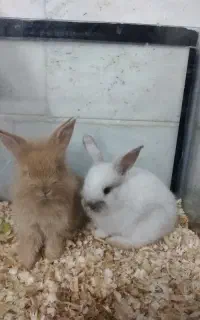 بچه خرگوش لوپ