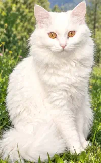 ماده جفت