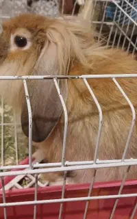 خرگوش لوپ نر مهربون