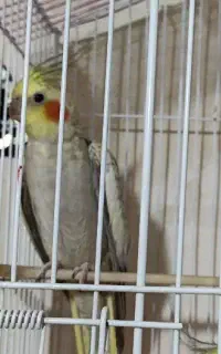 عروس هلندی ماده مولد