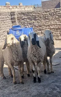بره قوچ پاکستانی یک ساله دونر ودوماده خیلی هیکلی