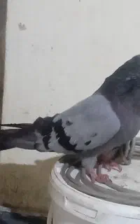 سبزکلای رندقدیم
