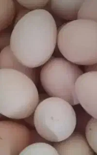 تخم مرغ طبیعی