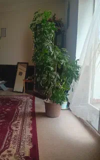 سه عدد گل