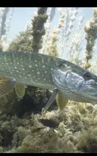 اردک‌ماهی تازه فروش عمده