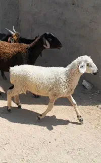 بره نر ریز