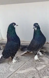 سیاه پشت پاپر