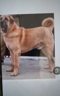 سگ ژرمن عراقی پیدا شده