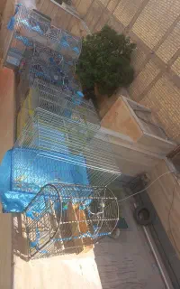 قفس