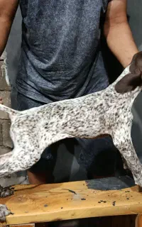 سگ شکاری ماده