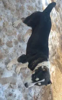 فروش‌‌ماده‌آلابای