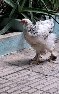 فروش ۵ قطعه مرغ امپراطور خاص