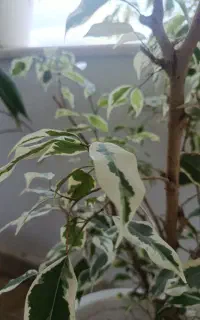 درخت و گلدان پلاستیکی
