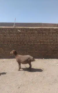 میش آبستن سنگین احتمال جملی دوقلوکاوورعروس افشاری